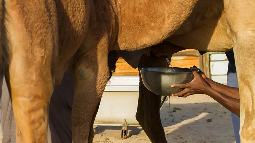 Camel Milk in UAE