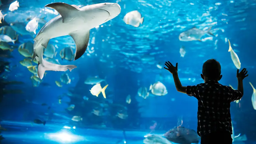 Dubai Aquarium and Underwater Zoo