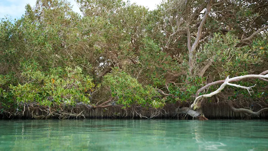 Mangrove Conservation Tours in Abu Dhabi