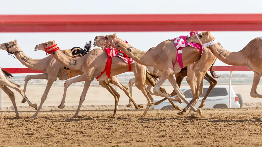UAE Camel Racing Events