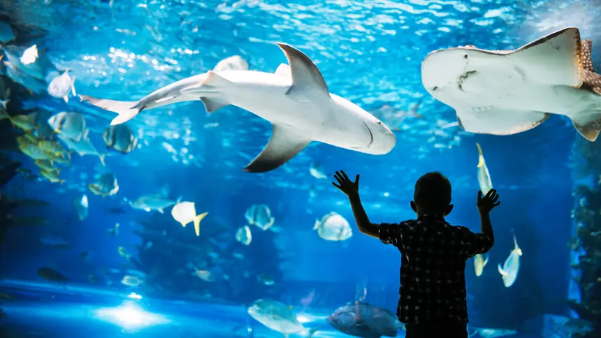 Marine Life Experiences in Fujairah