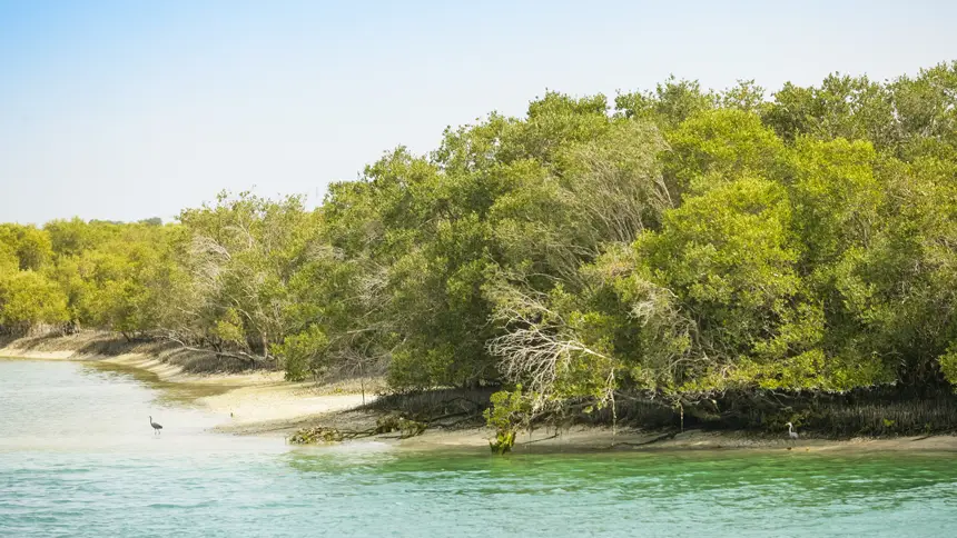Mangrove Forests of Umm Al Quwain